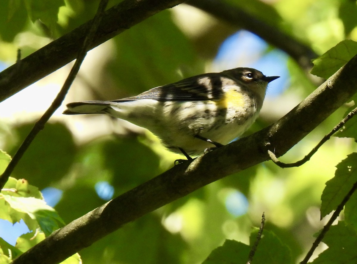 Yellow-rumped Warbler - ML642840971
