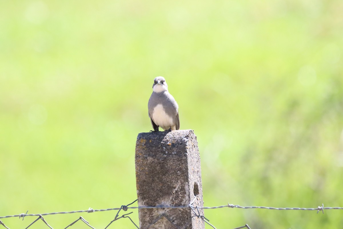 Diuca Finch - ML642840973