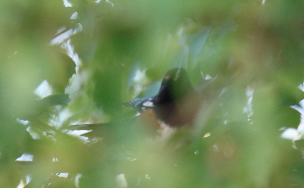 Spotted Towhee - ML642840976
