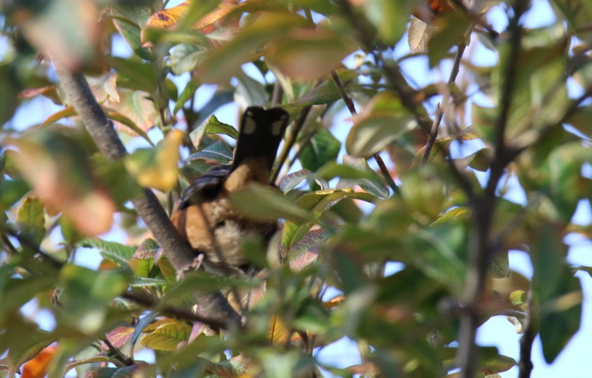 Spotted Towhee - ML642840977