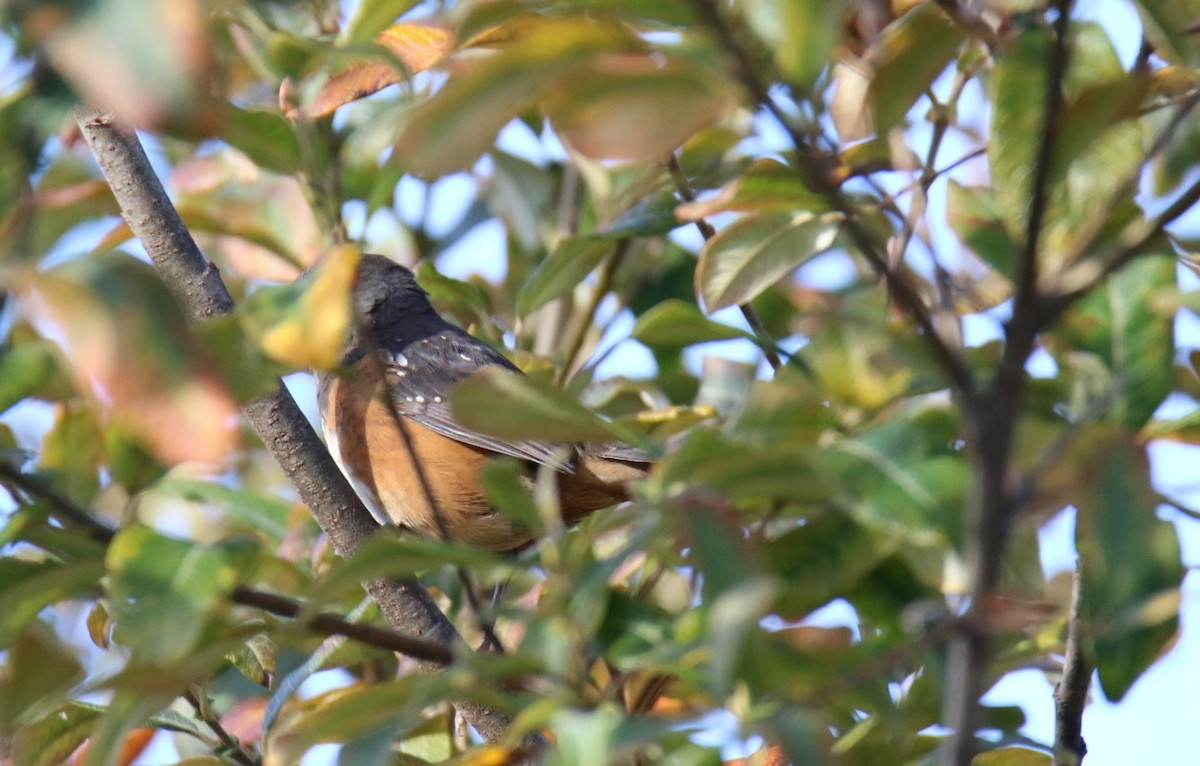Spotted Towhee - ML642840978