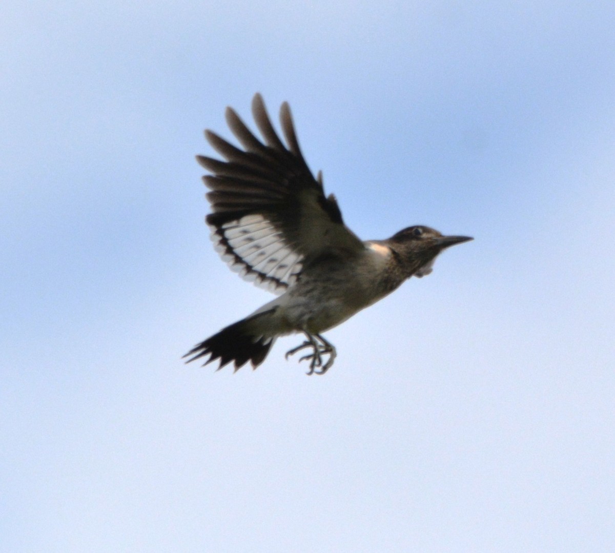 Red-headed Woodpecker - ML642840983