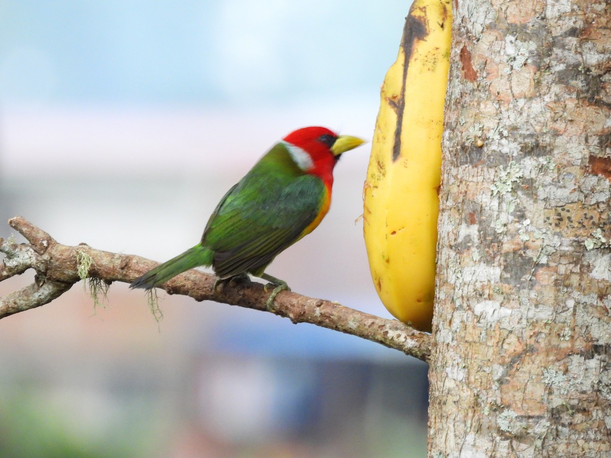 Red-headed Barbet - ML642840986