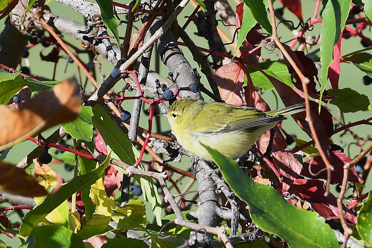 Tennessee Warbler - ML642840991