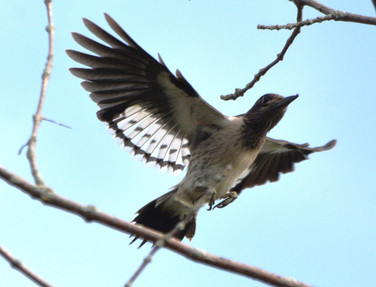 Red-headed Woodpecker - ML642840994