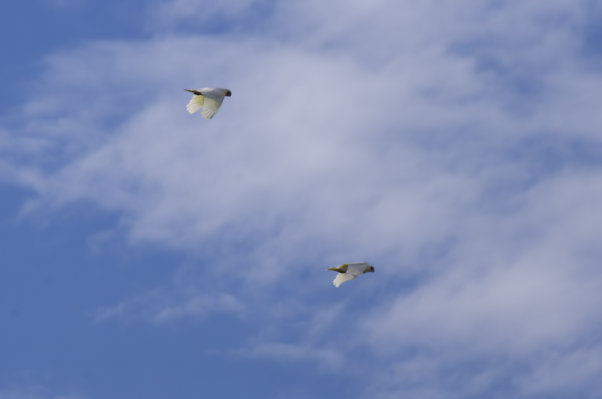 Cacatoès corella - ML642841002