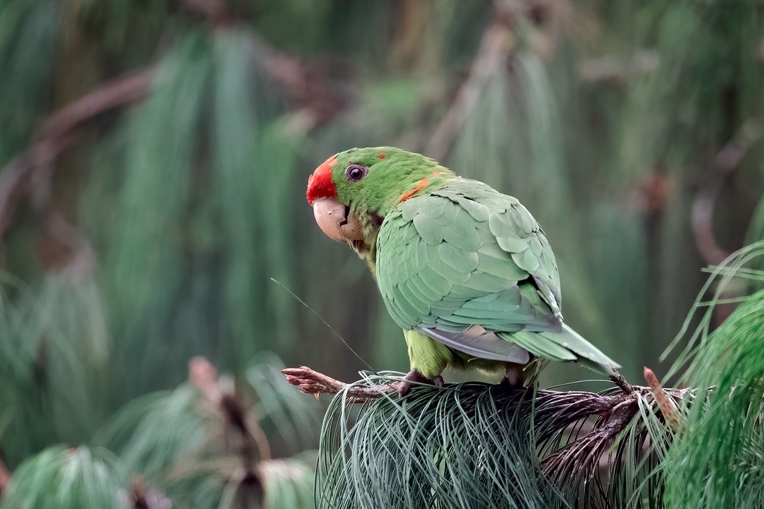 Conure de Wagler - ML642841005