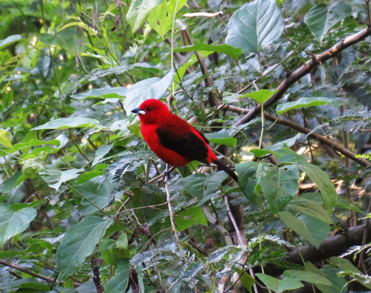 Brazilian Tanager - ML64284101