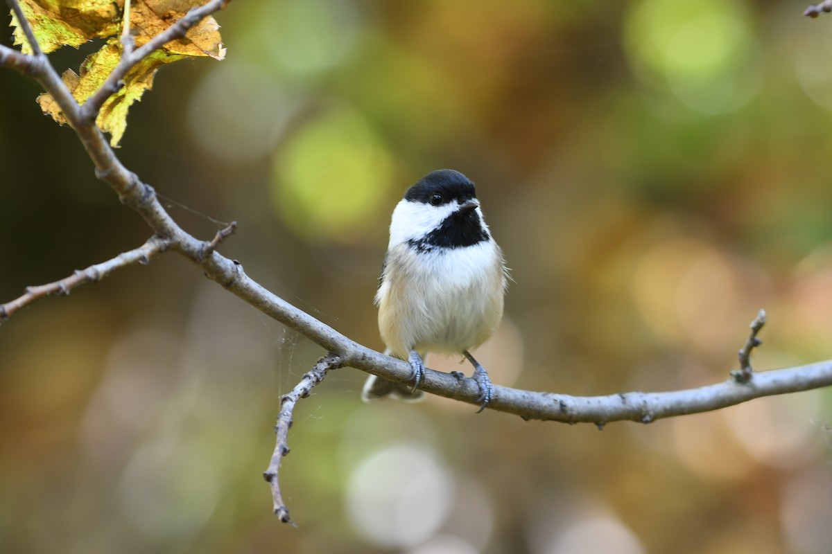 Mésange à tête noire - ML642841011
