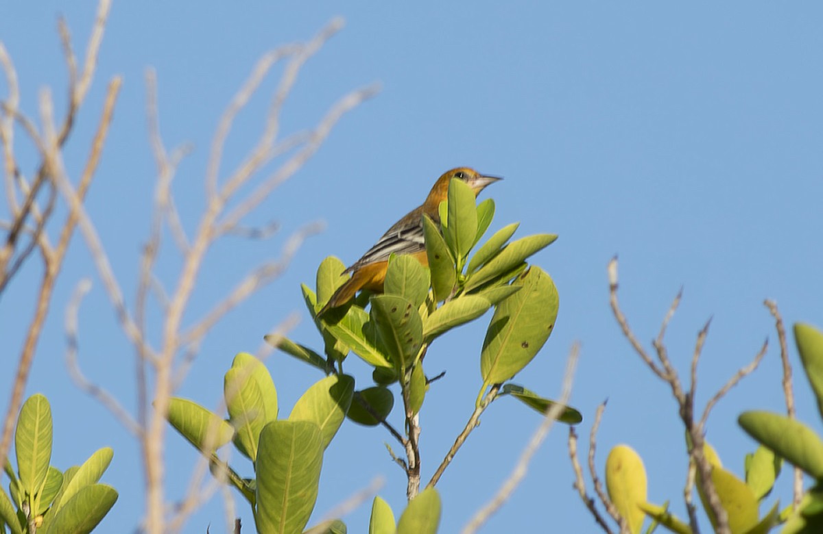 Oriole de Baltimore - ML642841013