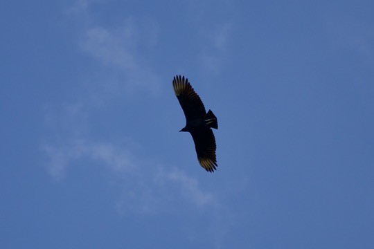 Urubu noir - ML642841021