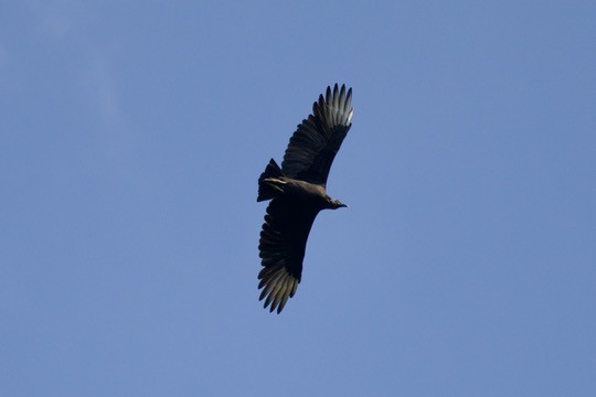 Urubu noir - ML642841022