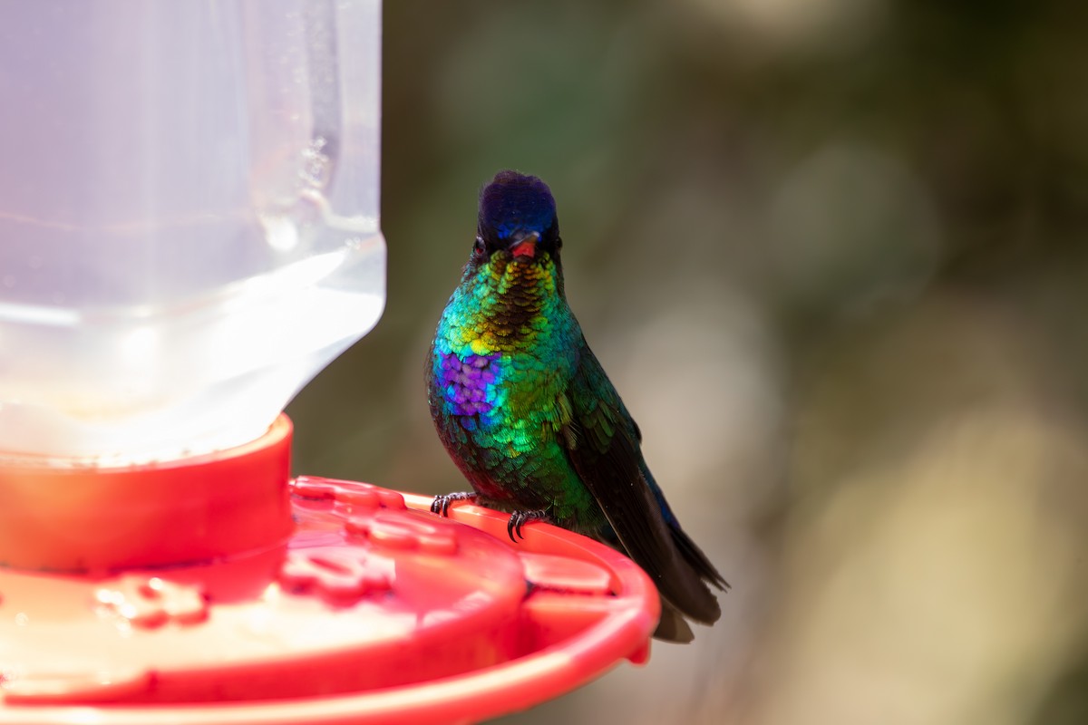 Colibri insigne - ML642841023