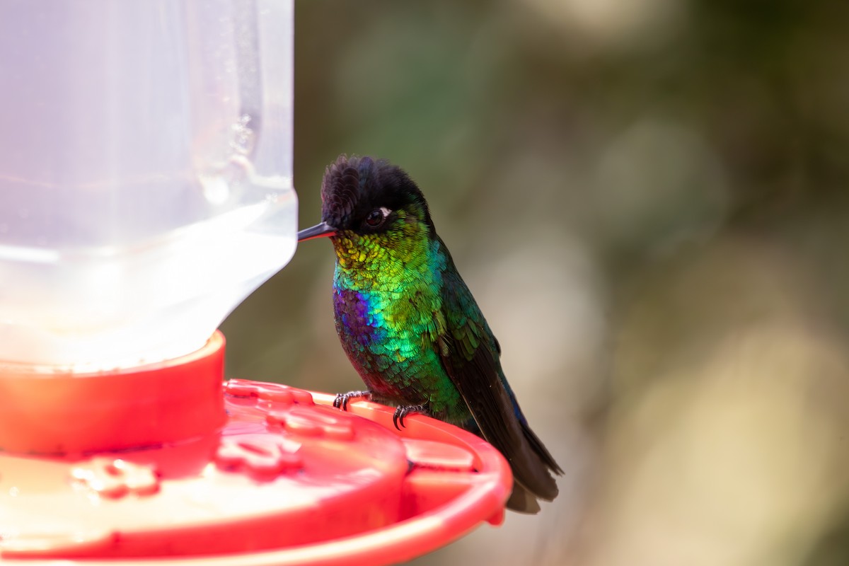 Colibri insigne - ML642841024