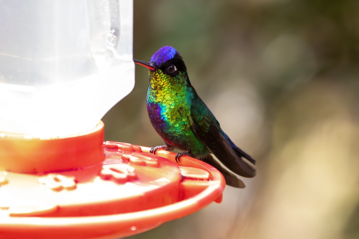 Colibri insigne - ML642841025
