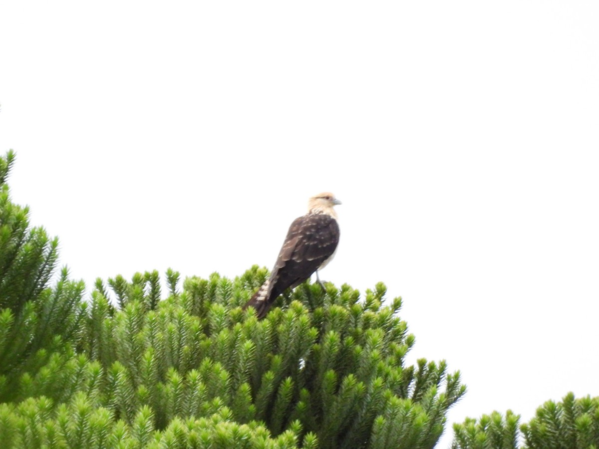 Caracara à tête jaune - ML642841028