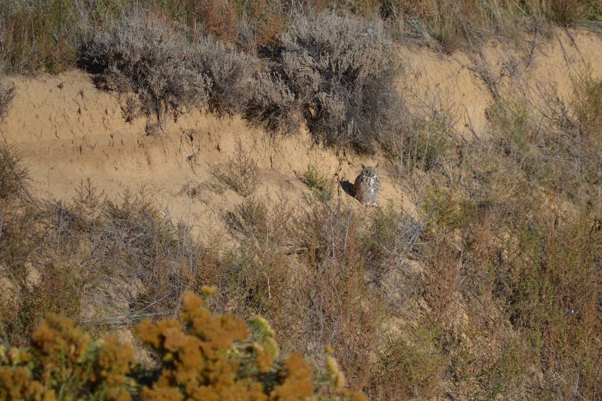 Great Horned Owl - ML642841036