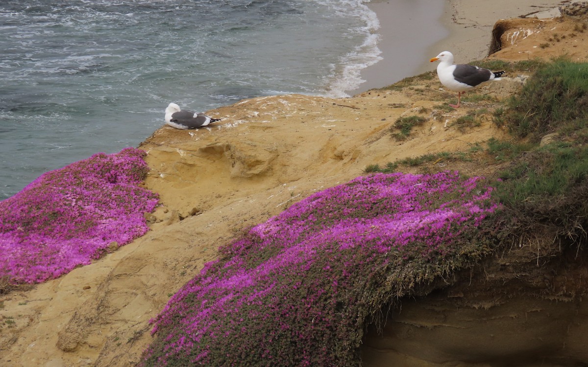 Western Gull - ML642841045