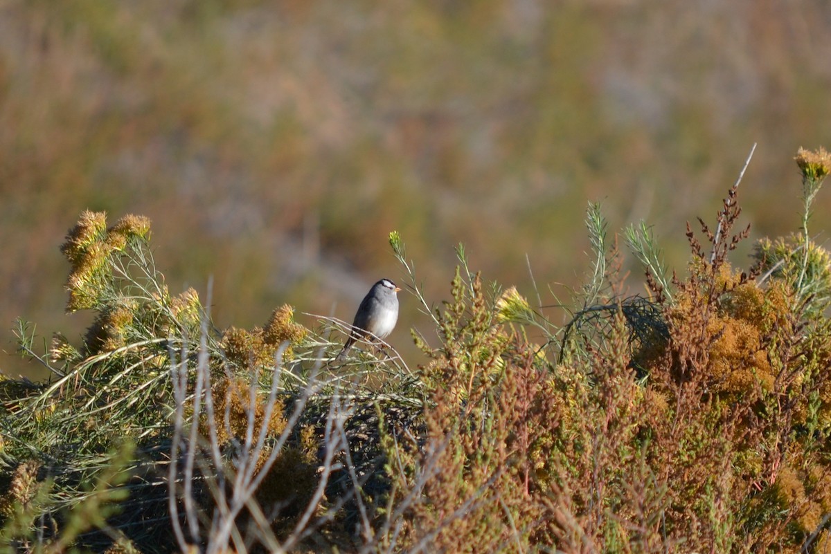 White-crowned Sparrow - ML642841048