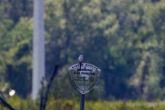 Scissor-tailed Flycatcher - ML642841052