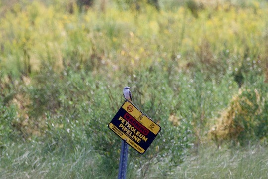 Scissor-tailed Flycatcher - ML642841055