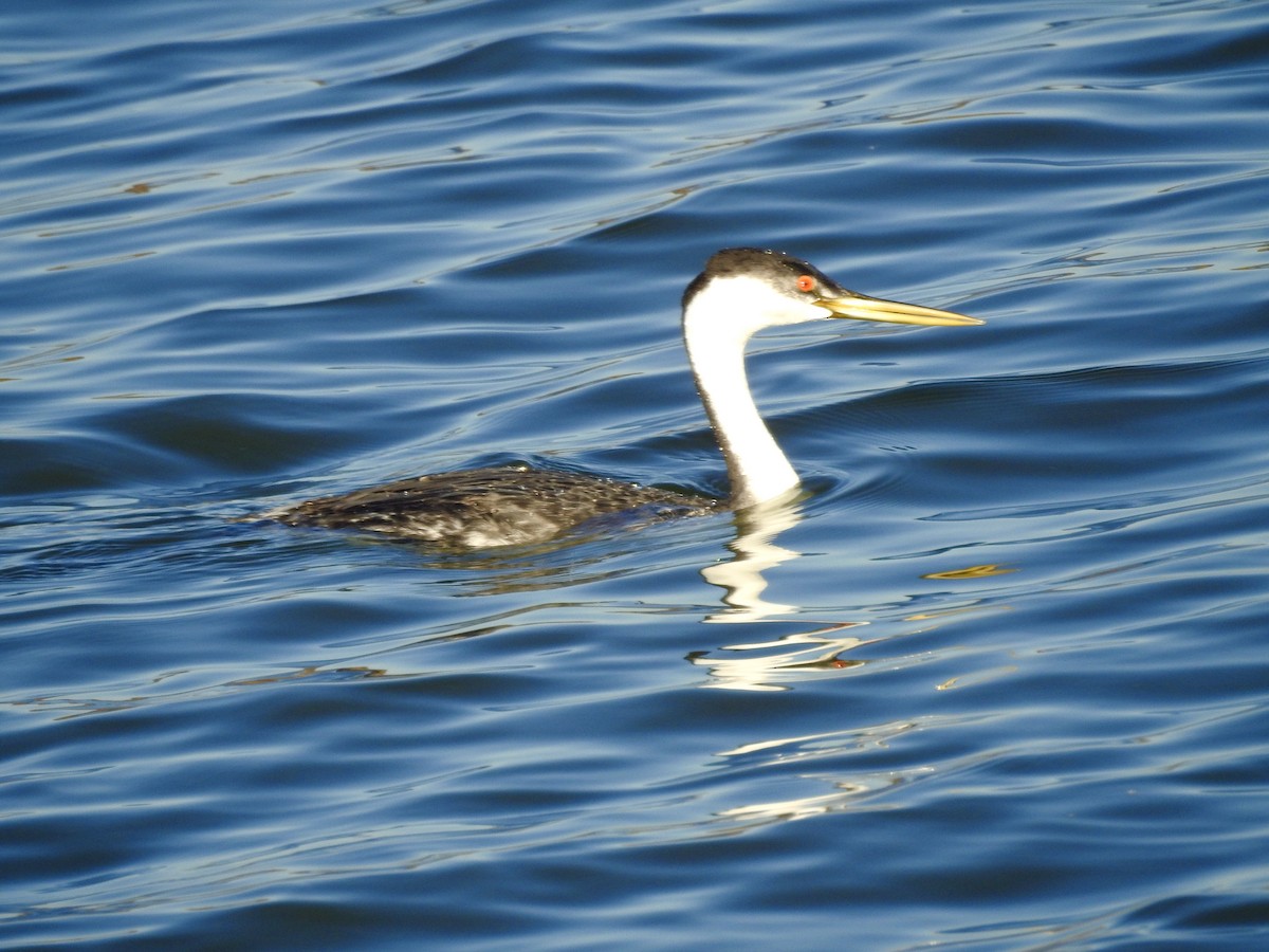 Western Grebe - ML642841074