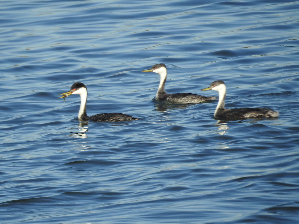 Western Grebe - ML642841075