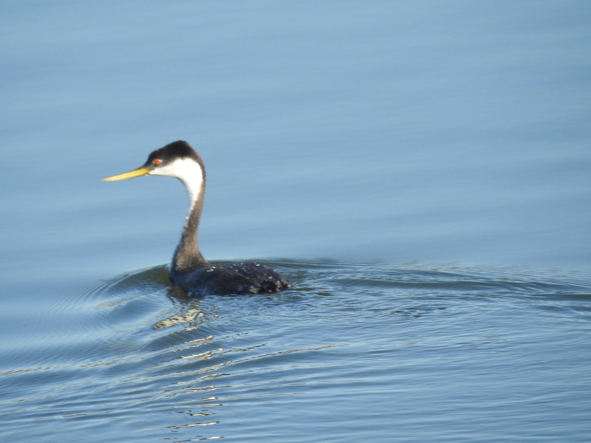 Western Grebe - ML642841076