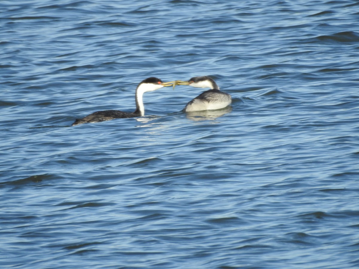 Western Grebe - ML642841080