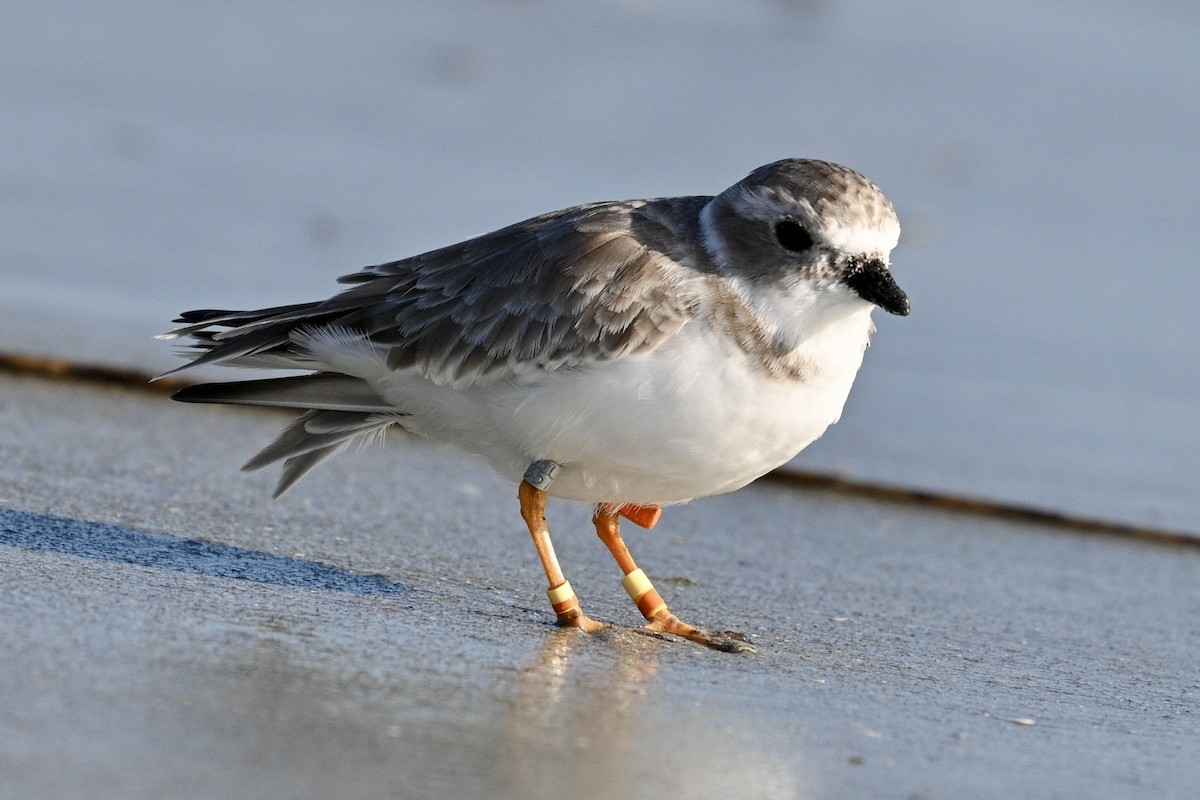 Piping Plover - ML642841084