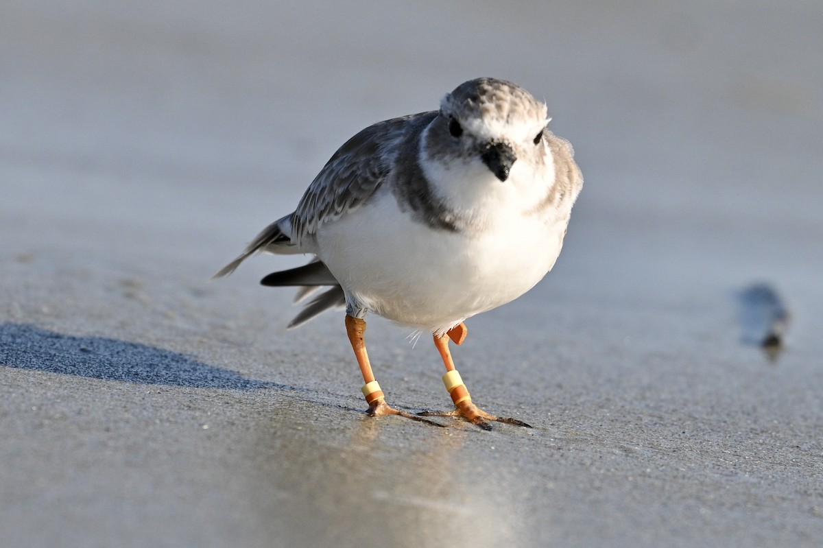 Piping Plover - ML642841085