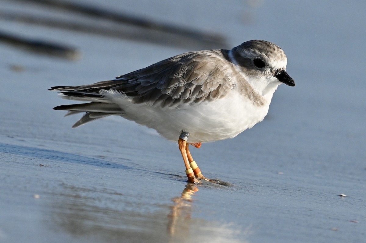 Piping Plover - ML642841091
