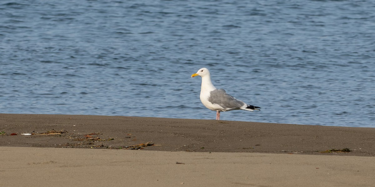 Vega Gull - ML642841093