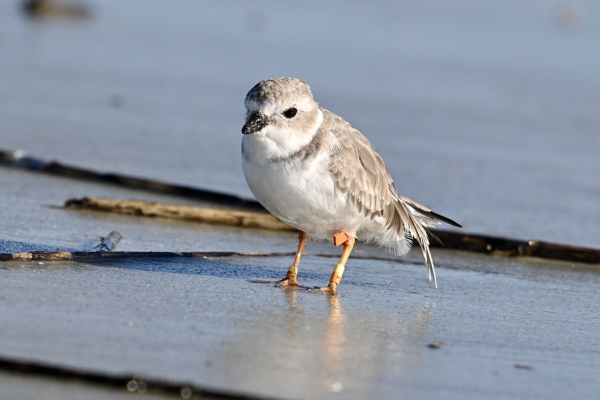 Piping Plover - ML642841094