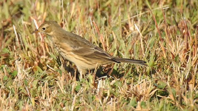 American Pipit - ML642841103