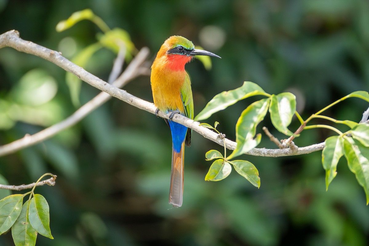 Red-throated Bee-eater - ML642841110