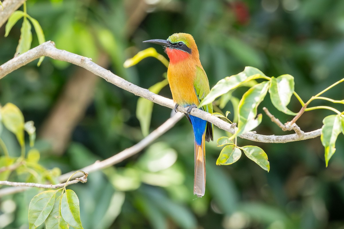 Red-throated Bee-eater - ML642841111