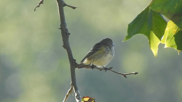 Yellow-rumped Warbler - ML642841116