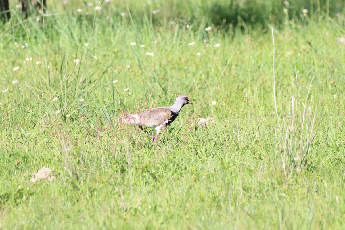 Southern Lapwing - ML642841119
