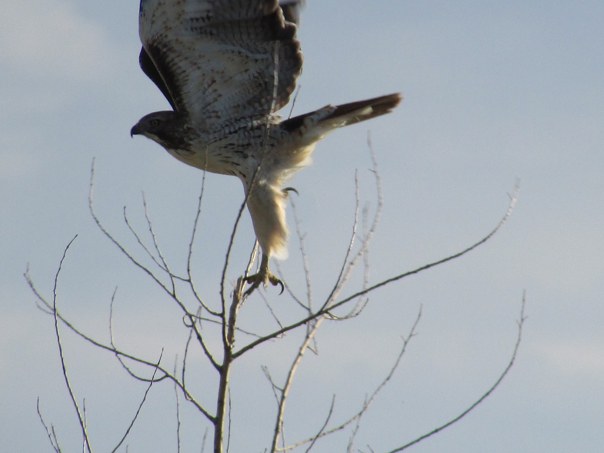 Red-tailed Hawk - ML642841126