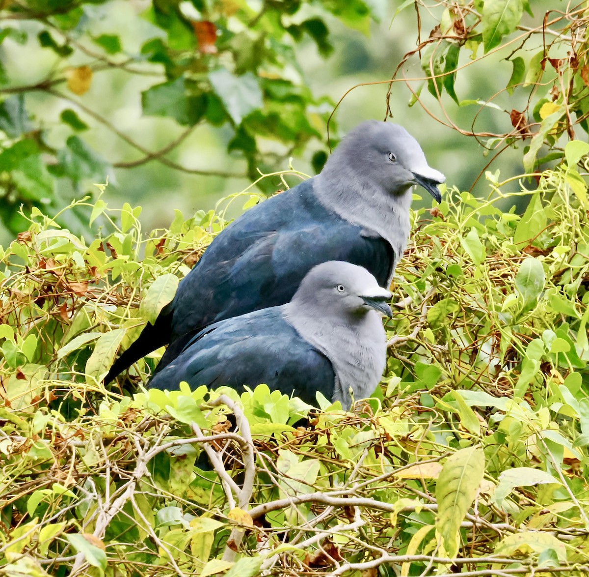 Nuku Hiva Imperial-Pigeon - ML642841129