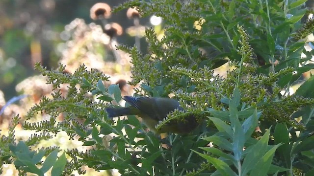 Nashville Warbler - ML642841130