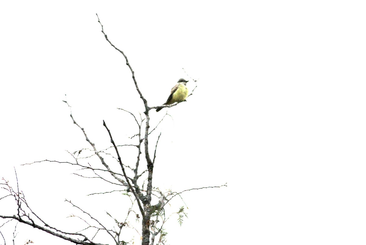 yellow-bellied kingbird sp. - ML642841131