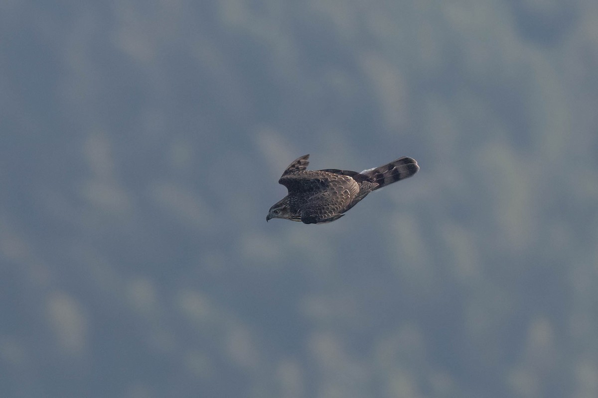 Crested Goshawk - ML642841146