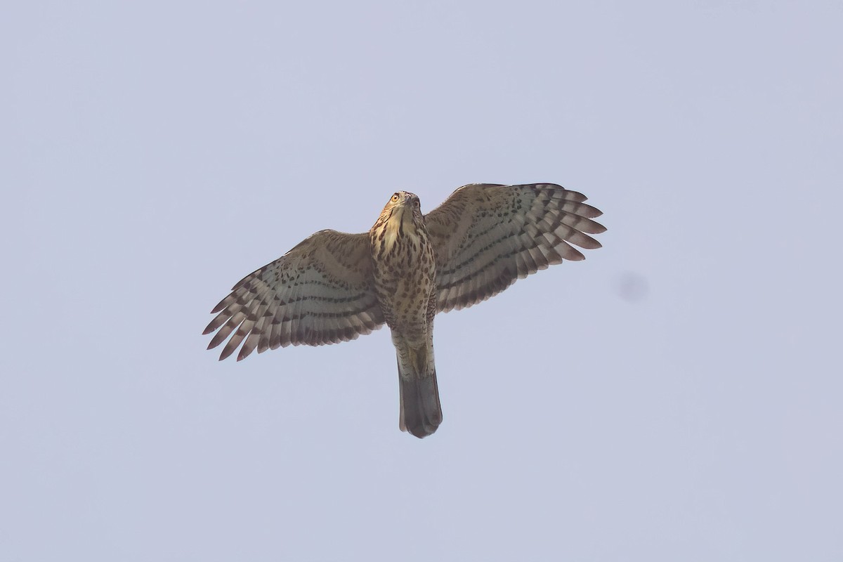 Crested Goshawk - ML642841147