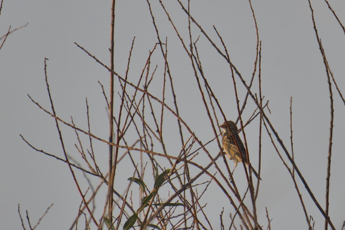 Harris's Sparrow - ML642841150