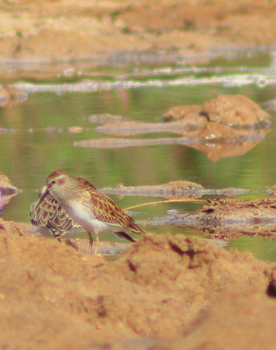 Pectoral Sandpiper - ML642841153