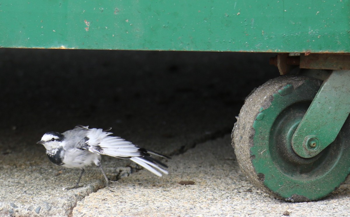 White Wagtail - ML642841175