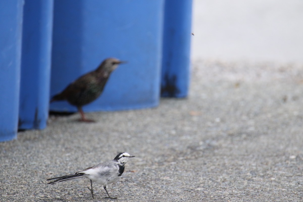 White Wagtail - ML642841176