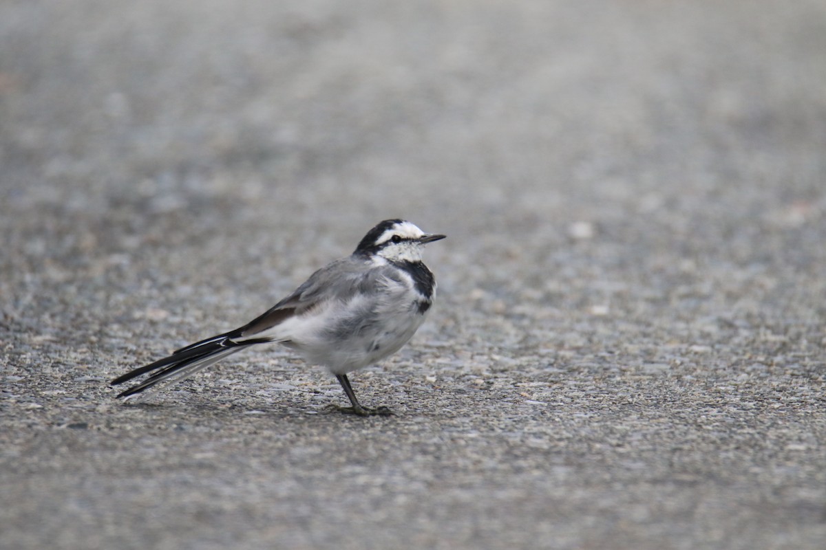 White Wagtail - ML642841177